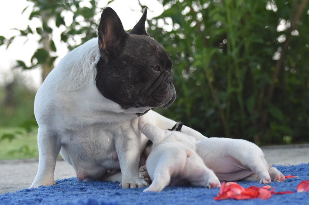 chiot Bouledogue français de l'Or Noir De Paris