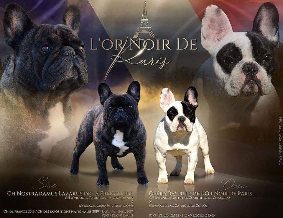 de l'Or Noir De Paris - Bouledogue français - Portée née le 29/04/2020