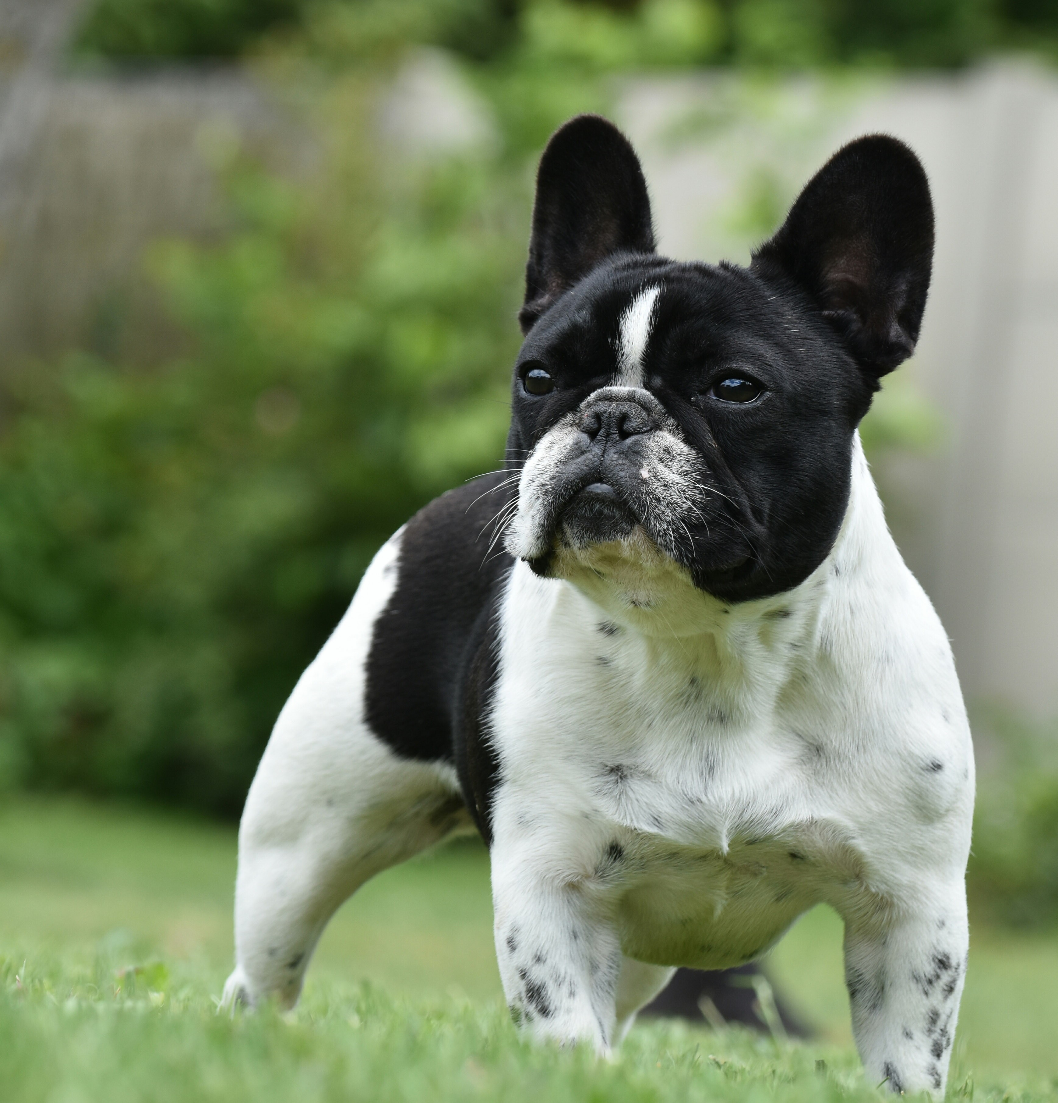 Métamorphose maléfique de l'Or Noir De Paris
