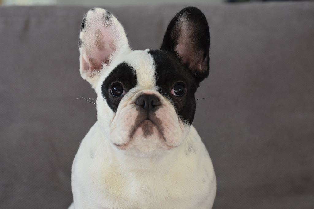 Opéra bastille (orca) de l'Or Noir De Paris