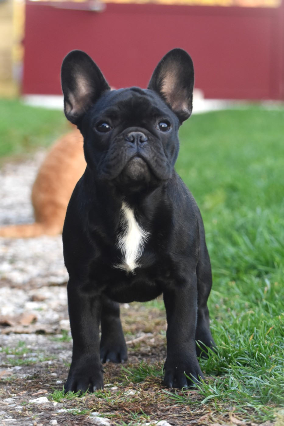Auguste renoir de l'Or Noir De Paris