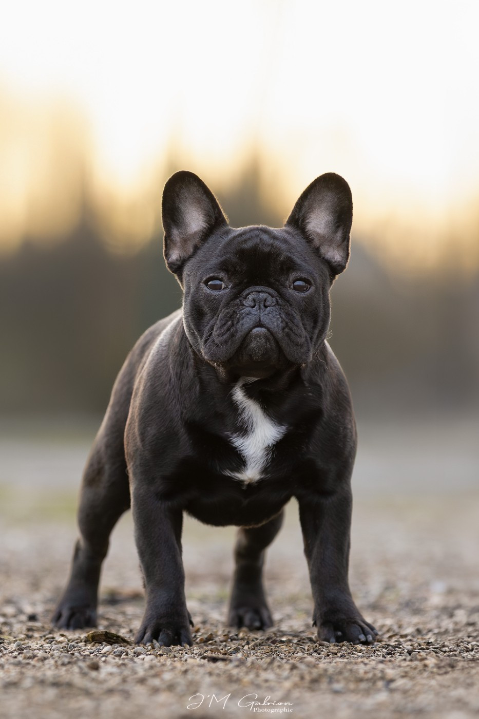 Auguste renoir de l'Or Noir De Paris