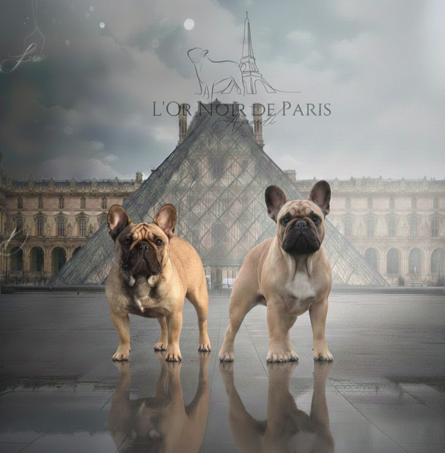 de l'Or Noir De Paris - Bouledogue français - Portée née le 20/11/2025