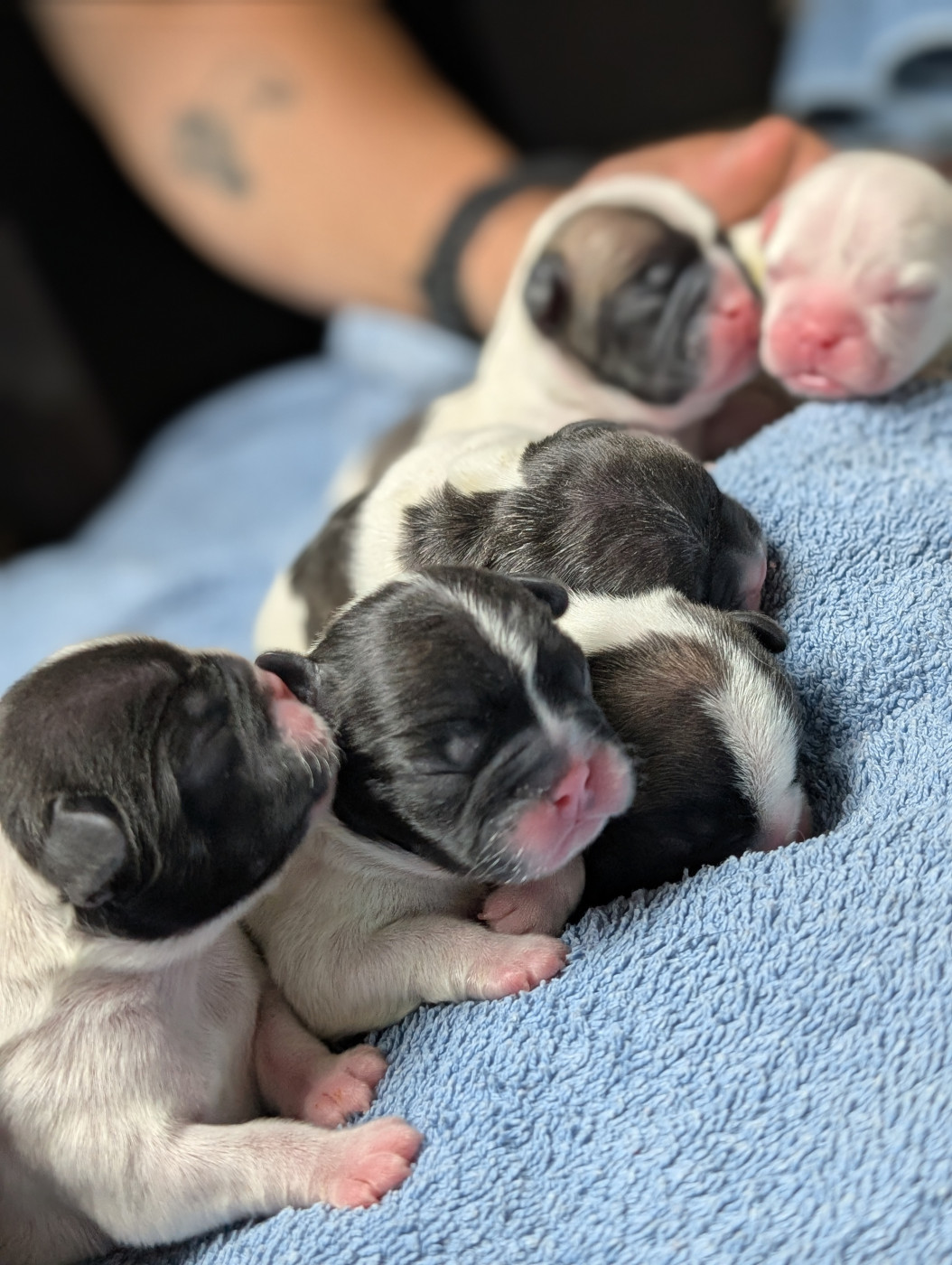 Chiot Bouledogue français de l'Or Noir De Paris