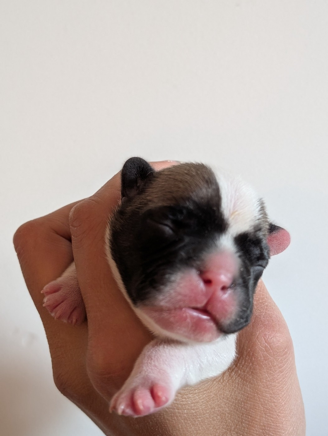 de l'Or Noir De Paris - Chiots disponibles - Bouledogue français