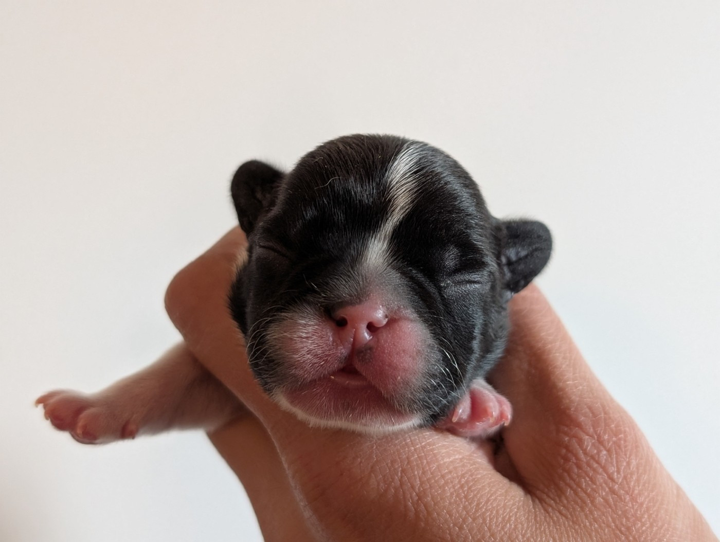 de l'Or Noir De Paris - Chiots disponibles - Bouledogue français