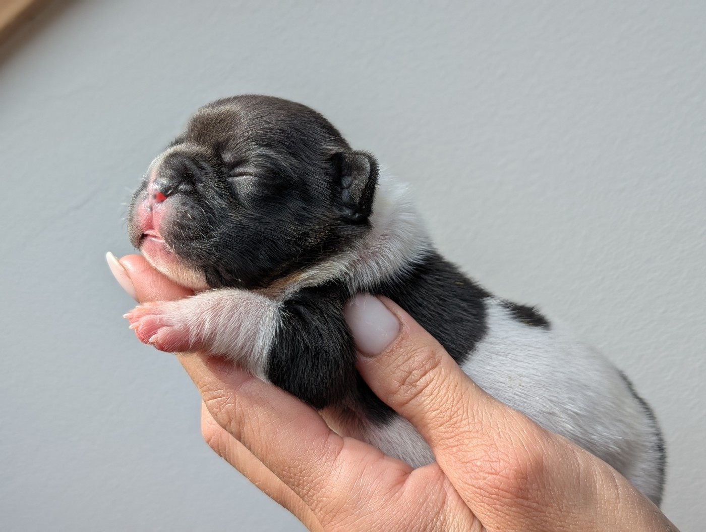 de l'Or Noir De Paris - Chiots disponibles - Bouledogue français
