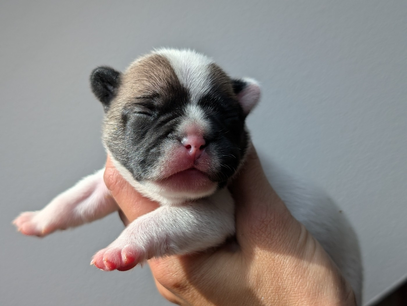 de l'Or Noir De Paris - Chiots disponibles - Bouledogue français