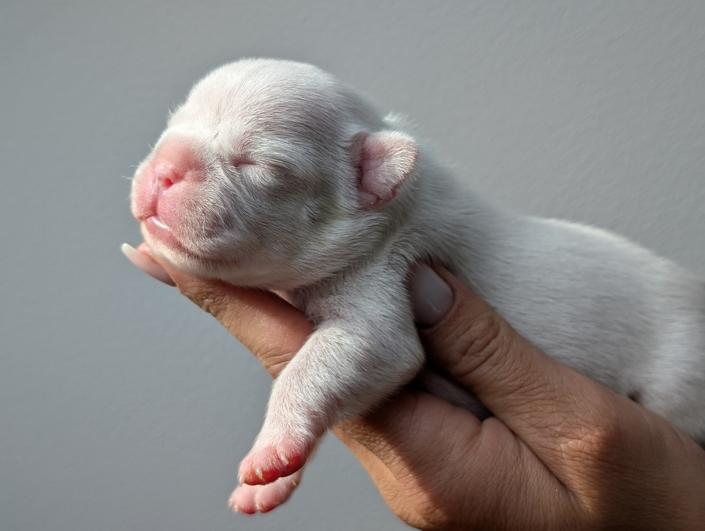 de l'Or Noir De Paris - Chiots disponibles - Bouledogue français