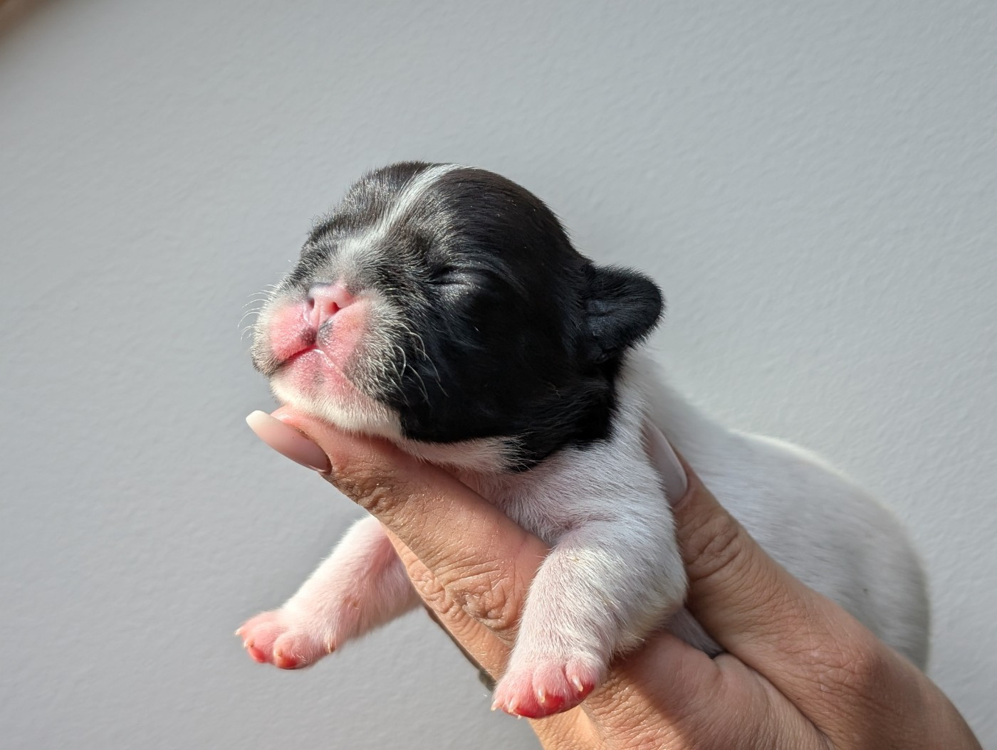 de l'Or Noir De Paris - Chiots disponibles - Bouledogue français