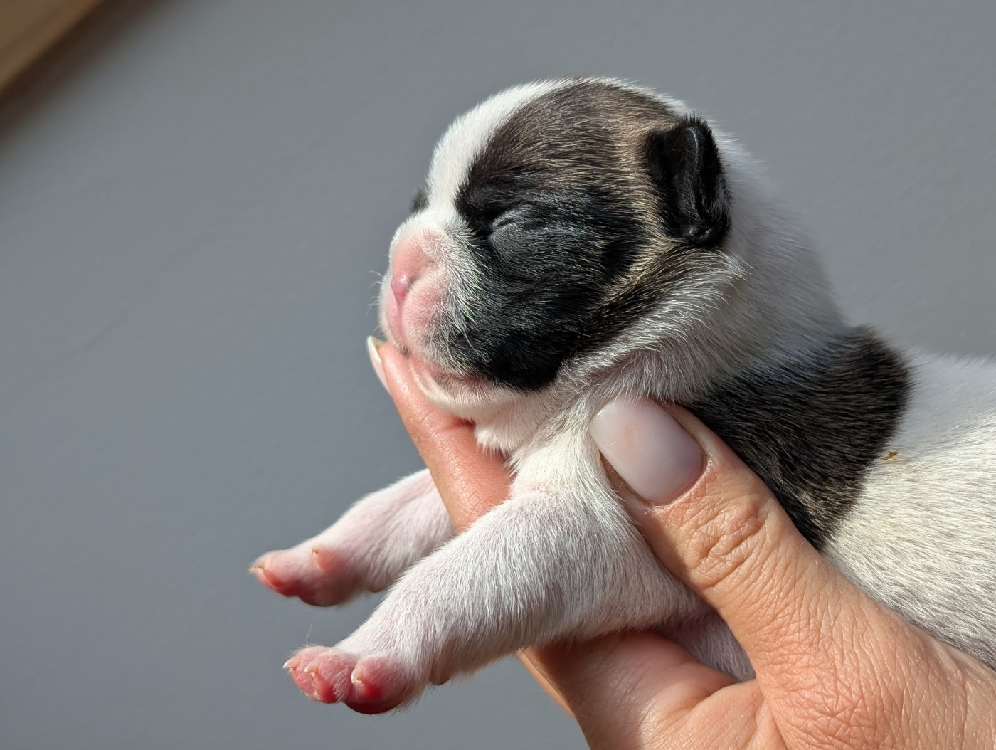 de l'Or Noir De Paris - Chiots disponibles - Bouledogue français