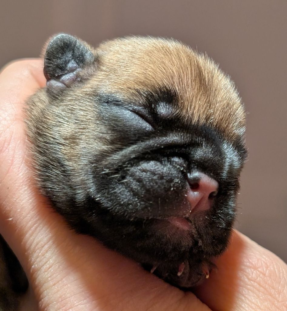 de l'Or Noir De Paris - Chiots disponibles - Bouledogue français
