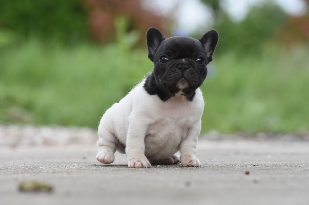 de l'Or Noir De Paris - Chiots disponibles - Bouledogue français