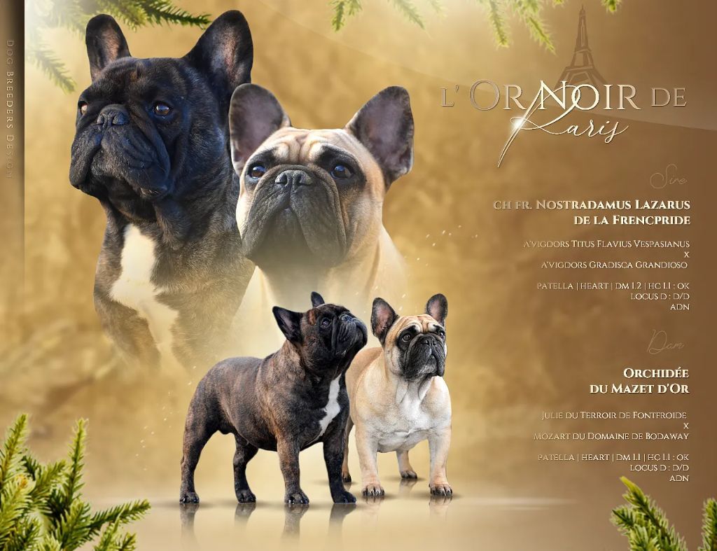 de l'Or Noir De Paris - Bouledogue français - Portée née le 10/11/2020