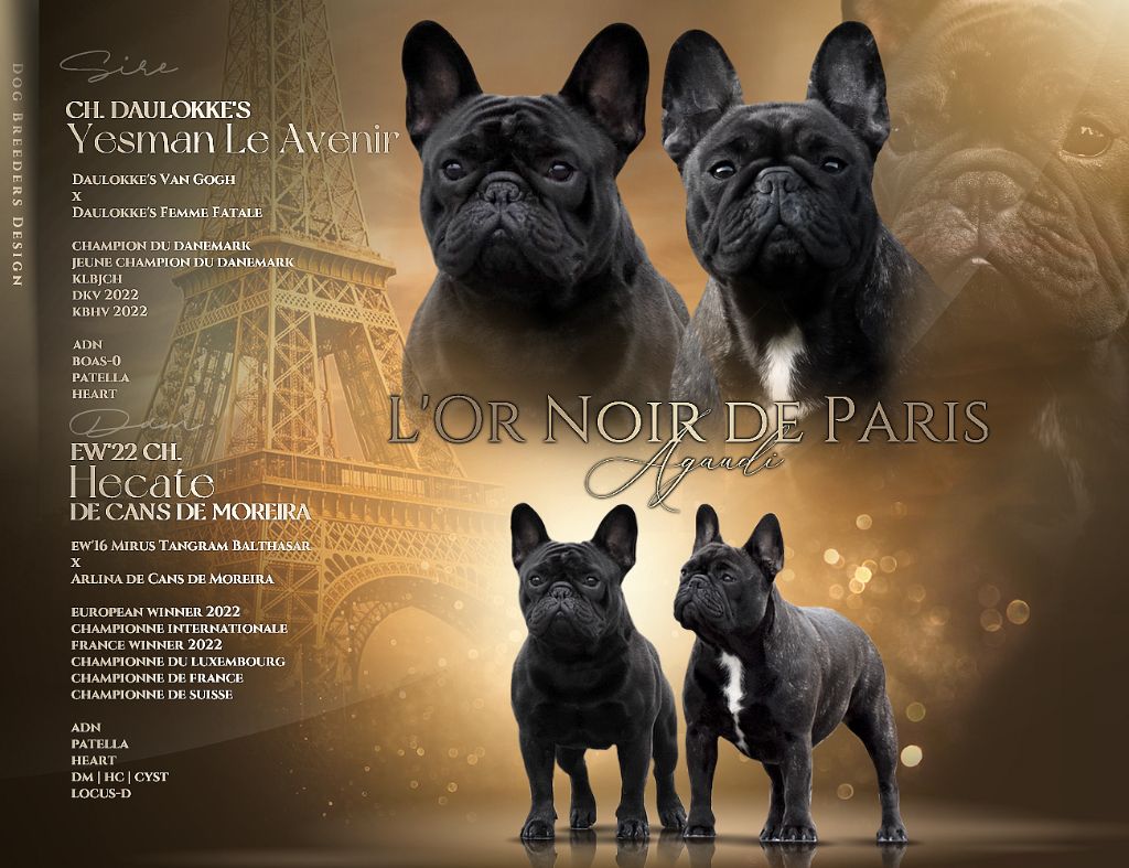 Chiot Bouledogue français de l'Or Noir De Paris