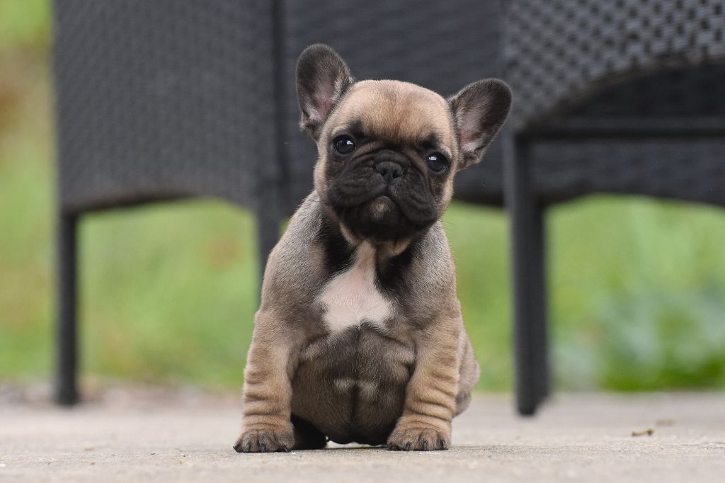 de l'Or Noir De Paris - Chiots disponibles - Bouledogue français